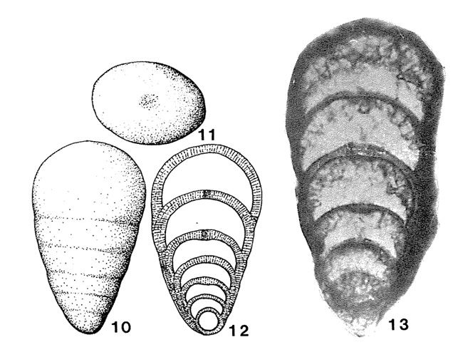 Pseudolangella fragilis Sellier de Civrieux & Dessauvagie, 1965 Pseudolangella fragilis Sellier de Civrieux & Dessauvagie, 1965