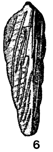 Dentalinella cuneata Wedekind, 1937 Dentalinella cuneata Wedekind, 1937