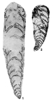 Gerkeina komiensis Grozdilova & Lebedeva in Sosipatrova, 1969