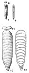 Tauridia pamphyliensis Sellier de Civrieux & Dessauvagie, 1965