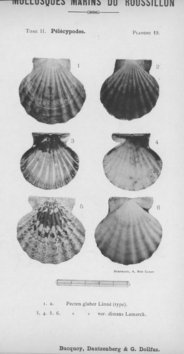 Bucquoy et al. (1887-1898, pl. 19)