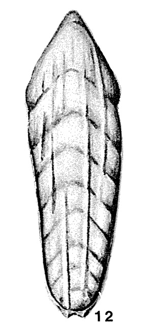 Ichthyolaria bicostata (d'Orbigny, 1850) Ichthyolaria bicostata (d'Orbigny, 1850)