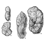 Haplophragmoides oblongus Voloshinova, 1961