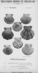 Bucquoy, E.; Dautzenberg, Ph.; Dollfus, G. (1887). Les Mollusques marins du Roussillon: 2. Pélécypodes avec atlas de 99 planches en phototypie. J.-B. Baillière & Fils: Paris, France. 2 vols: 884, 99 plates pp.