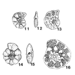 Evolutinella subevoluta Nikitna & Myatlyuk in Myatlyuk, 1971