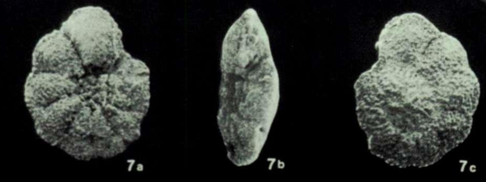 Pararotalia obourgensis Moorkens, 1982 Pararotalia obourgensis Moorkens, 1982