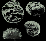 Scarificatina szczechurae Moorkens, 1982