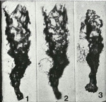 Areniconulus bykovae Eisenack, 1969