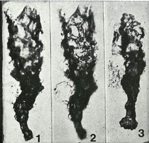 Areniconulus bykovae Eisenack, 1969 Areniconulus bykovae Eisenack, 1969