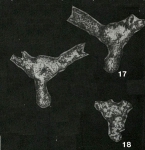 Saccarena bitubulifera Chernykh, 1969