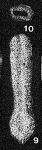 Hyperammina spinescens Cushman & Waters, 1928