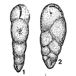 Belorussiella bolivinaeformis Akimets, 1958