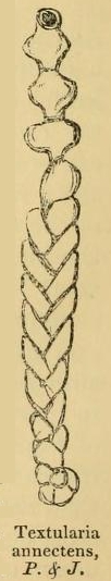 Textularia annectens Parker & Jones, 1863 Textularia annectens Parker & Jones, 1863