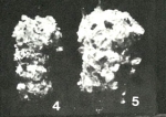 Hormosinoides perpastus Saidova, 1975