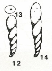 Pseudoreophax marginulinaeformis Suleymanov, 1963 Pseudoreophax marginulinaeformis Suleymanov, 1963