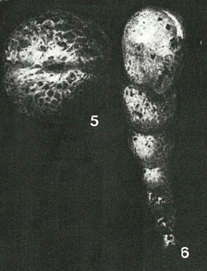 Sulcophax claviformis Rhumbler, 1931 Sulcophax claviformis Rhumbler, 1931