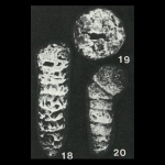 Sulcophax battelinus Saidova, 1961