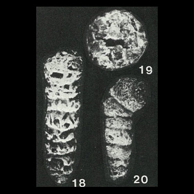 Sulcophax battelinus Saidova, 1961 Sulcophax battelinus Saidova, 1961