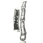 Kalamopsis vaillanti Folin, 1882
