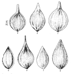 Lagena sulcatiformis Pożaryska & Urbanek, 1956