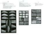 Types of Macroscapha procera Jellinek & Swanson, 2003, author: Brand, Simone Nunes