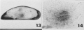 Macrocyprididae