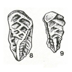 Gaudryina gorbachikae Plotnikova, 1976