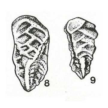 Gaudryina gorbachikae Plotnikova, 1976 Gaudryina gorbachikae Plotnikova, 1976