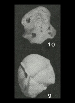 Ammocibicoides notalnus Saidova, 1975 Ammocibicoides notalnus Saidova, 1975