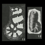 Placopsilina cenomana d'Orbigny, 1850, author: Le Coze, François