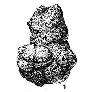 Ammobaculinus recurvus Saidova, 1975