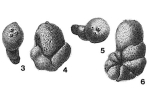 Haplophragmium agglutinans var. triperforata Millett, 1899