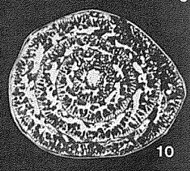 Loftusia bemmeleni Silvestri, 1932 Loftusia bemmeleni Silvestri, 1932