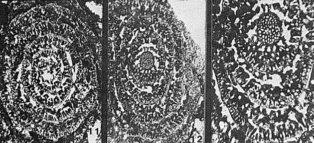 Loftusia bemmeleni Silvestri, 1932 Loftusia bemmeleni Silvestri, 1932