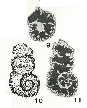 Alveolophragmium planum Bykova, 1939 Alveolophragmium planum Bykova, 1939