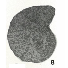 Alveolophragmium planum Bykova, 1939 Alveolophragmium planum Bykova, 1939