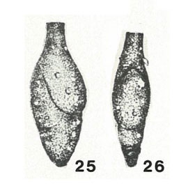 Abdullaevia tosbulakensis Suleymanov, 1965 Abdullaevia tosbulakensis Suleymanov, 1965