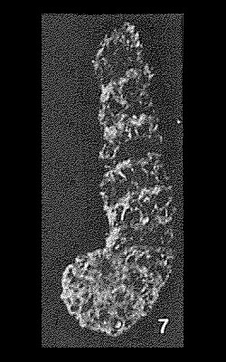 Ammomarginulina ensis Wiesner, 1931 Ammomarginulina ensis Wiesner, 1931