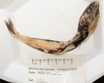 Chiasmodon harteli, author: Nozes, Claude
