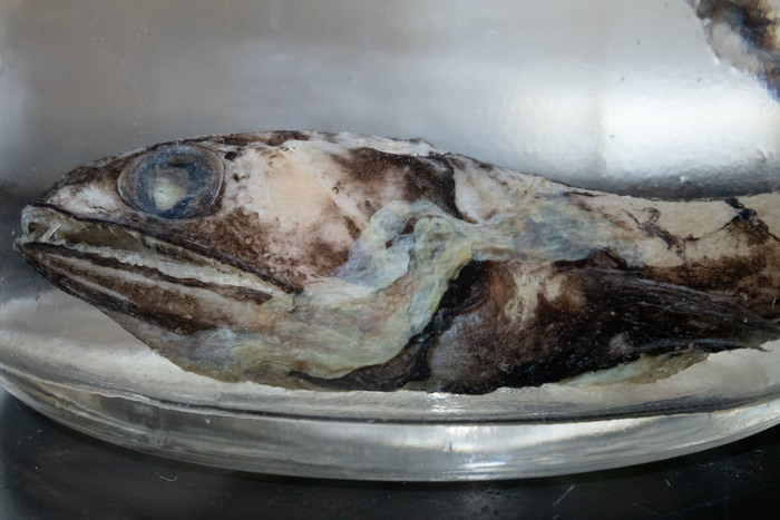 Chiasmodon harteli - head