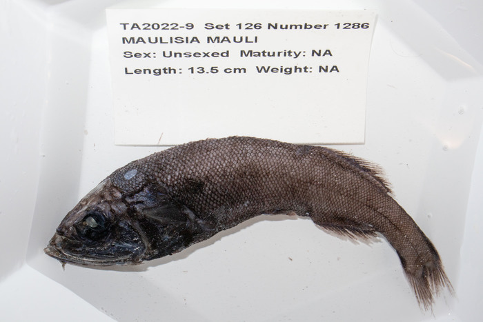 Maulisia mauli Maulisia mauli