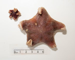 Echinoderms
