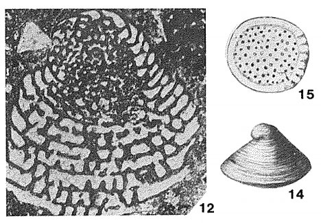 Coskinolina liburnica Stache, 1875 Coskinolina liburnica Stache, 1875