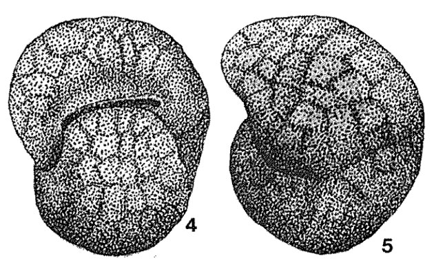 Ataxophragmium (Opertum) incognitum Voloshina, 1972 Ataxophragmium (Opertum) incognitum Voloshina, 1972