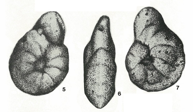 Karaisella uzbekistanica Kurbatov, 1971 Karaisella uzbekistanica Kurbatov, 1971