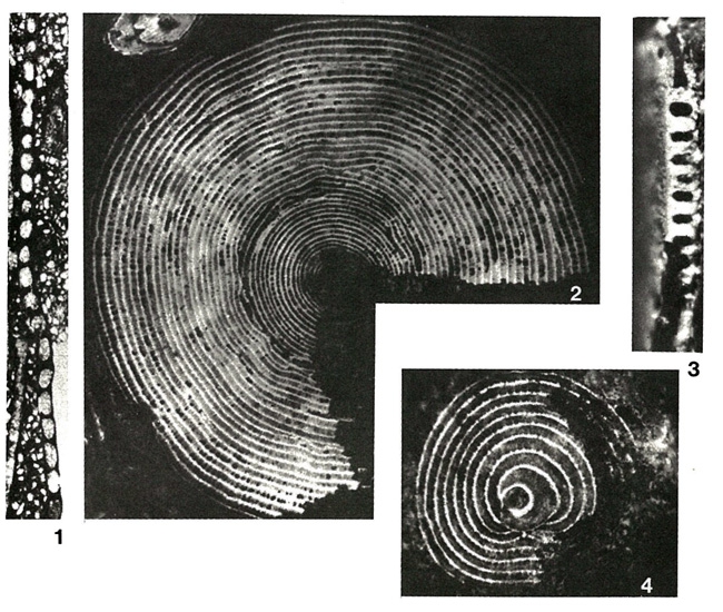Broeckina dufrenoyi (d'Archiac & Haime in d'Archiac, 1854) Broeckina dufrenoyi (d'Archiac & Haime in d'Archiac, 1854)