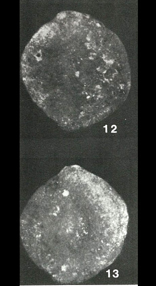 Silicomassilina sinegorica Serova, 1966 Silicomassilina sinegorica Serova, 1966