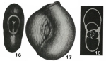 Massilina rugosa Sidebottom, 1904