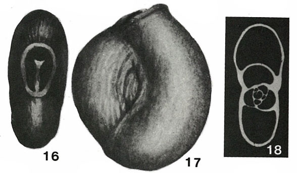 Massilina rugosa Sidebottom, 1904 Massilina rugosa Sidebottom, 1904