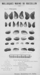 Bucquoy, E.; Dautzenberg, Ph.; Dollfus, G. (1887). Les Mollusques marins du Roussillon: 2. Pélécypodes avec atlas de 99 planches en phototypie. J.-B. Baillière & Fils: Paris, France. 2 vols: 884, 99 plates pp.
